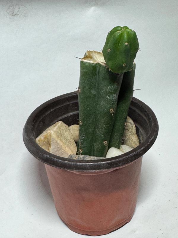 Bridgesii Monstrose Cactus (SS02 x Einsteinii)
