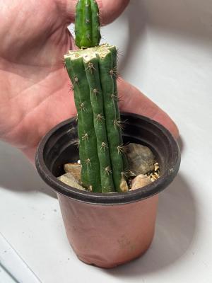 Crested San Pedro Cactus with Normal Offset