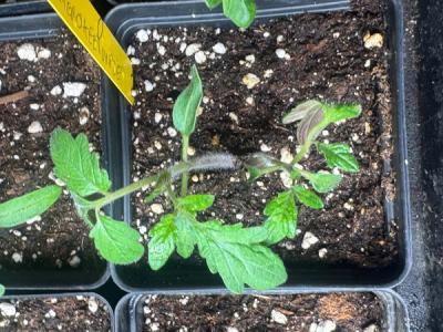 Cherokee Purple Tomato