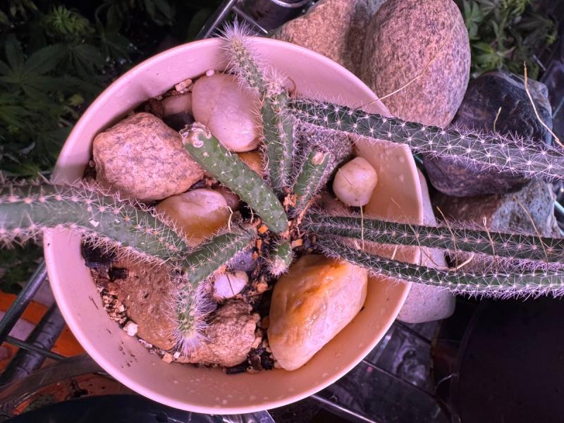 Hairy-Spined Cereus Cactus