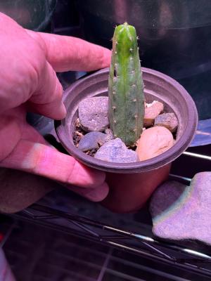 San Pedro Cactus