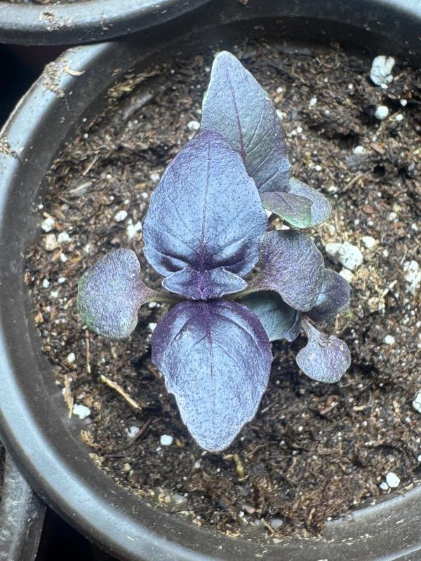 Purple Basil Seedlings