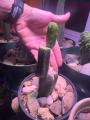 Trichocereus Graft Stack