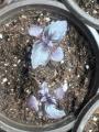 Purple Basil Seedlings