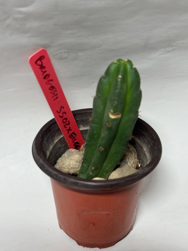 Bridgesii Cactus (SS02 x Eileen Hybrid)