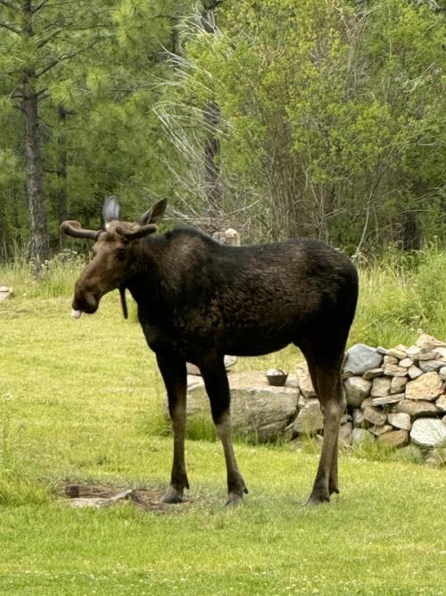 Three Moose in Morning Fog