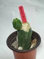 Bridgesii Monstrose Cactus (SS02 x Einsteinii)