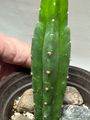 San Pedro Cactus