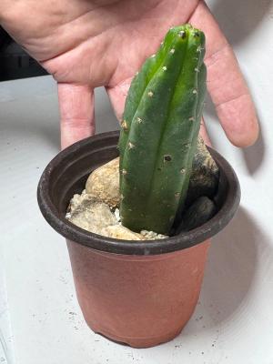 San Pedro Cactus