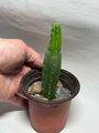San Pedro Cactus
