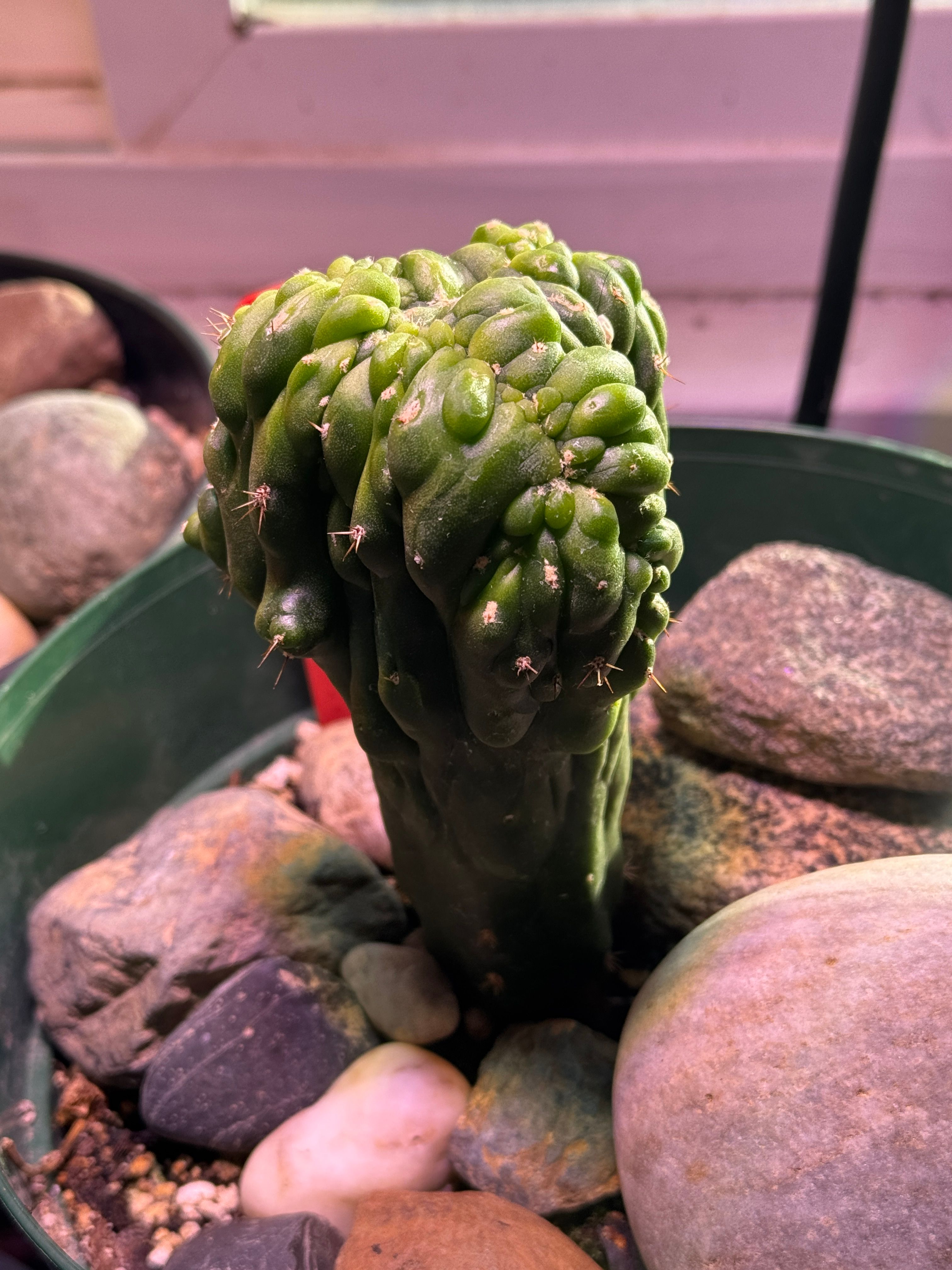 Trichocereus Peruvianus Monstrose