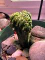 Trichocereus Peruvianus Monstrose