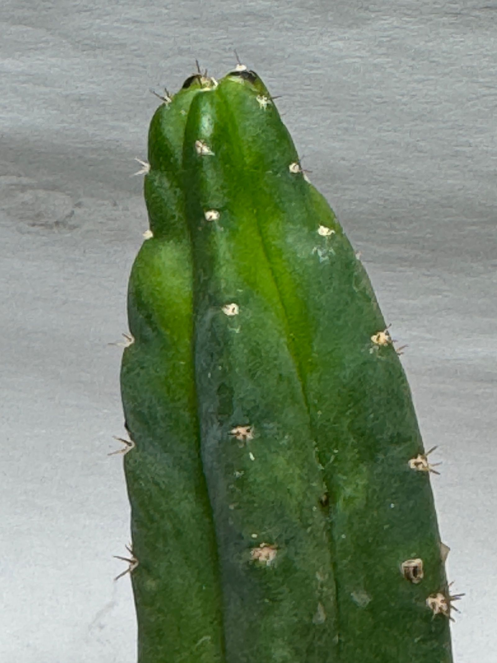 San Pedro Cactus (Echinopsis pachanoi (syn. Trichocereus pachanoi