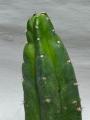 San Pedro Cactus