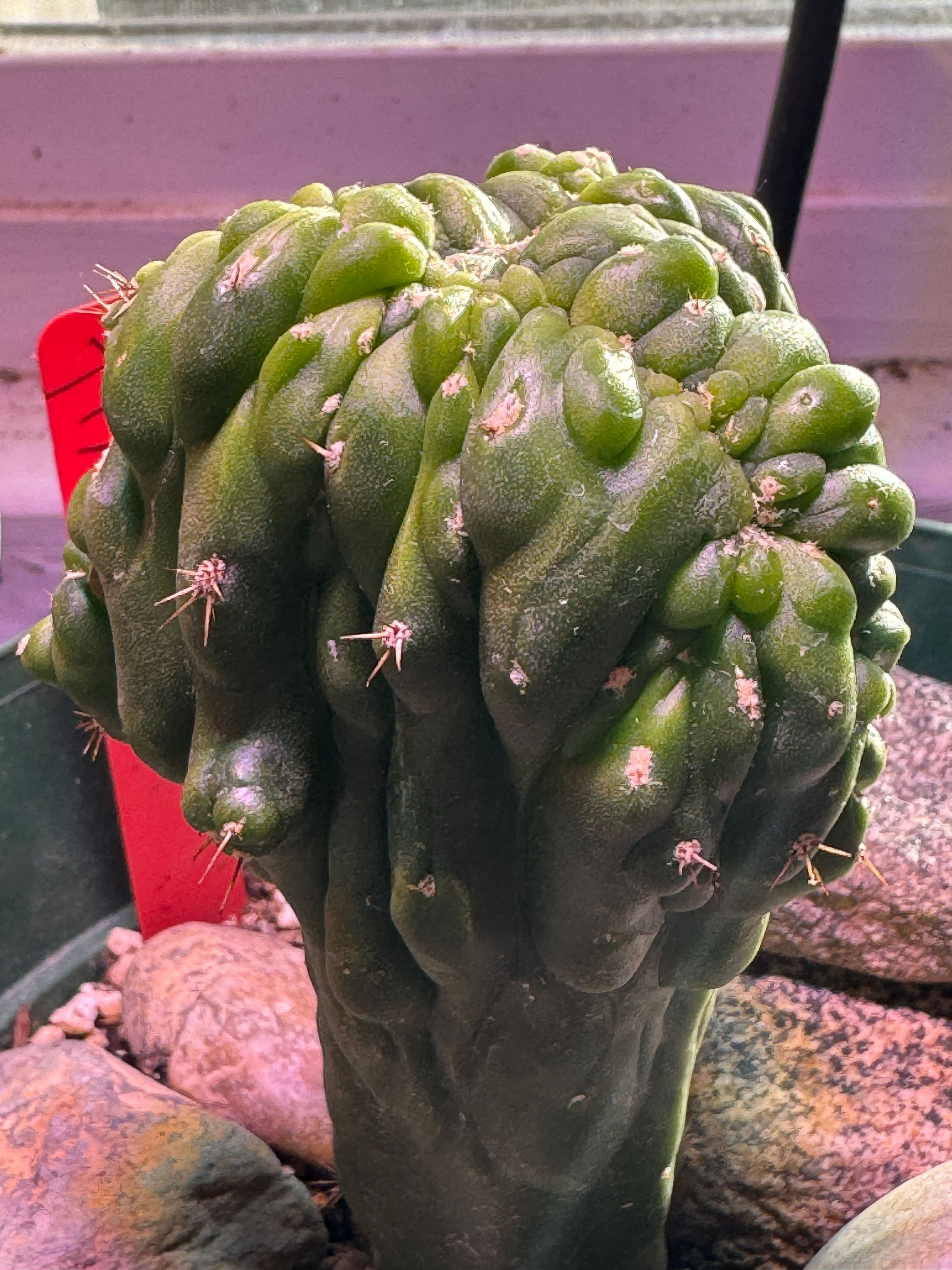 Trichocereus Peruvianus Monstrose