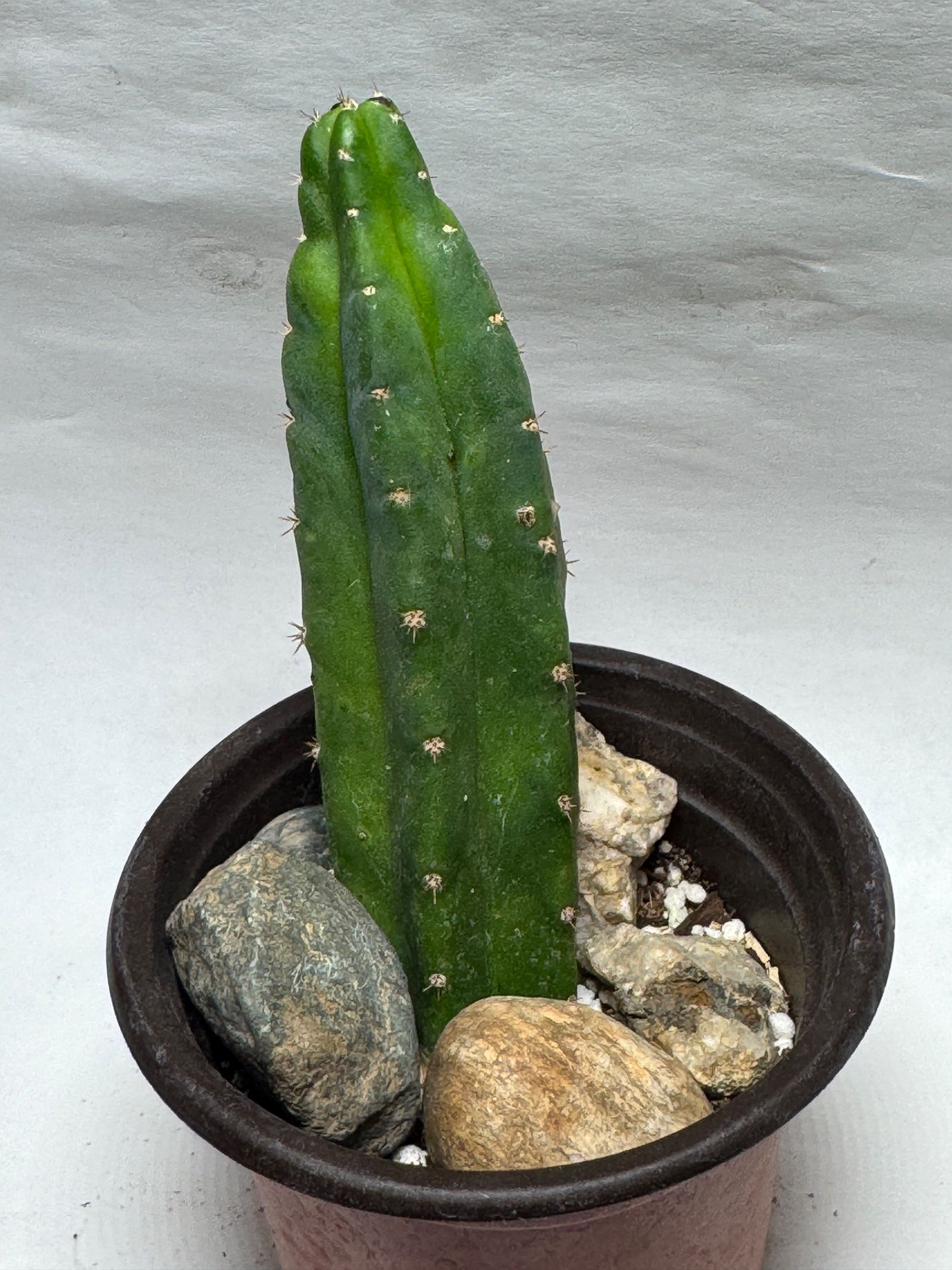 San Pedro Cactus (Echinopsis pachanoi (syn. Trichocereus pachanoi