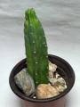 San Pedro Cactus