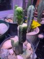 Trichocereus Graft Stack