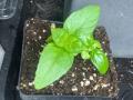 Sweet Basil Seedling
