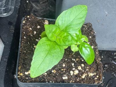 Sweet Basil Seedling