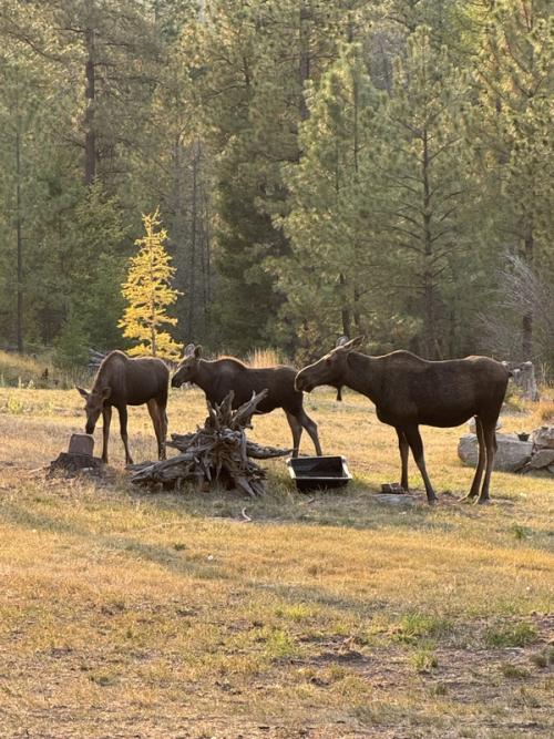 Moose Family — Fall Colors