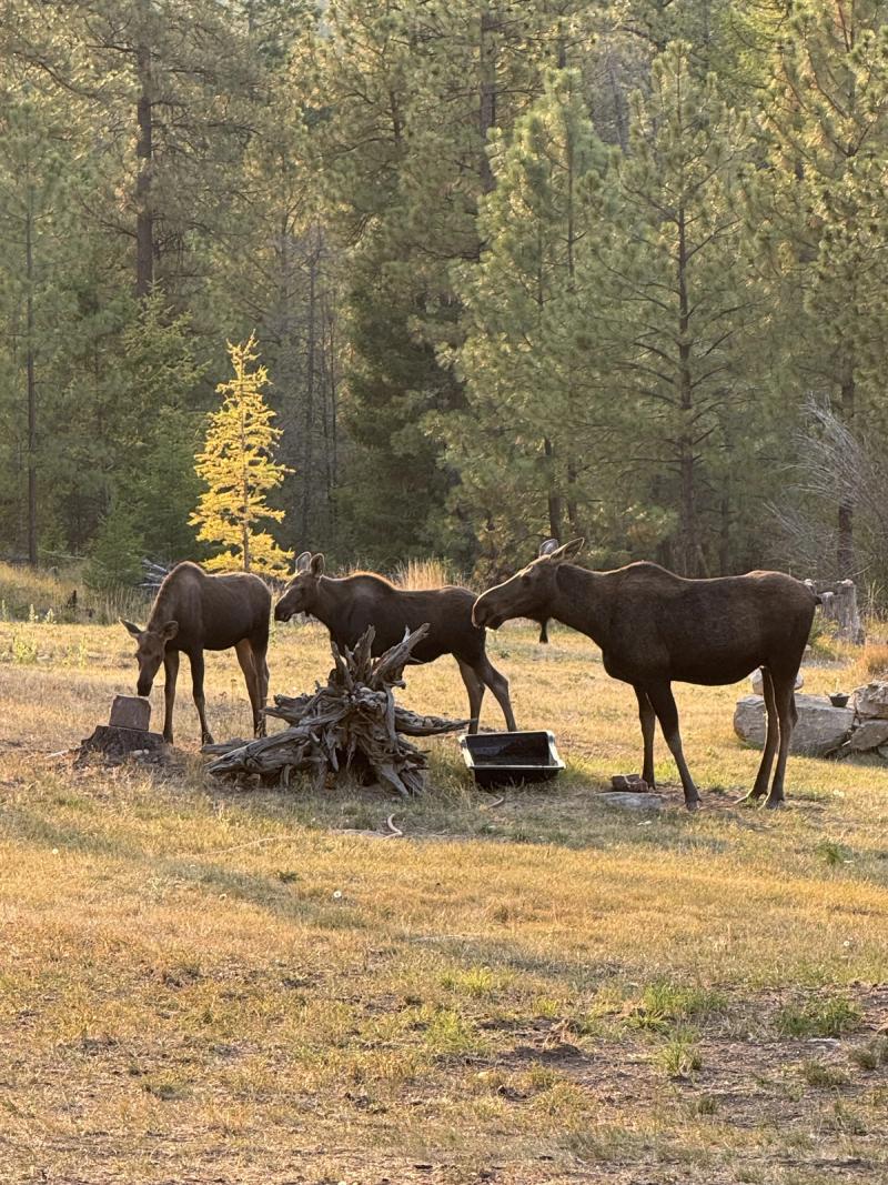 Moose Family — Fall Colors