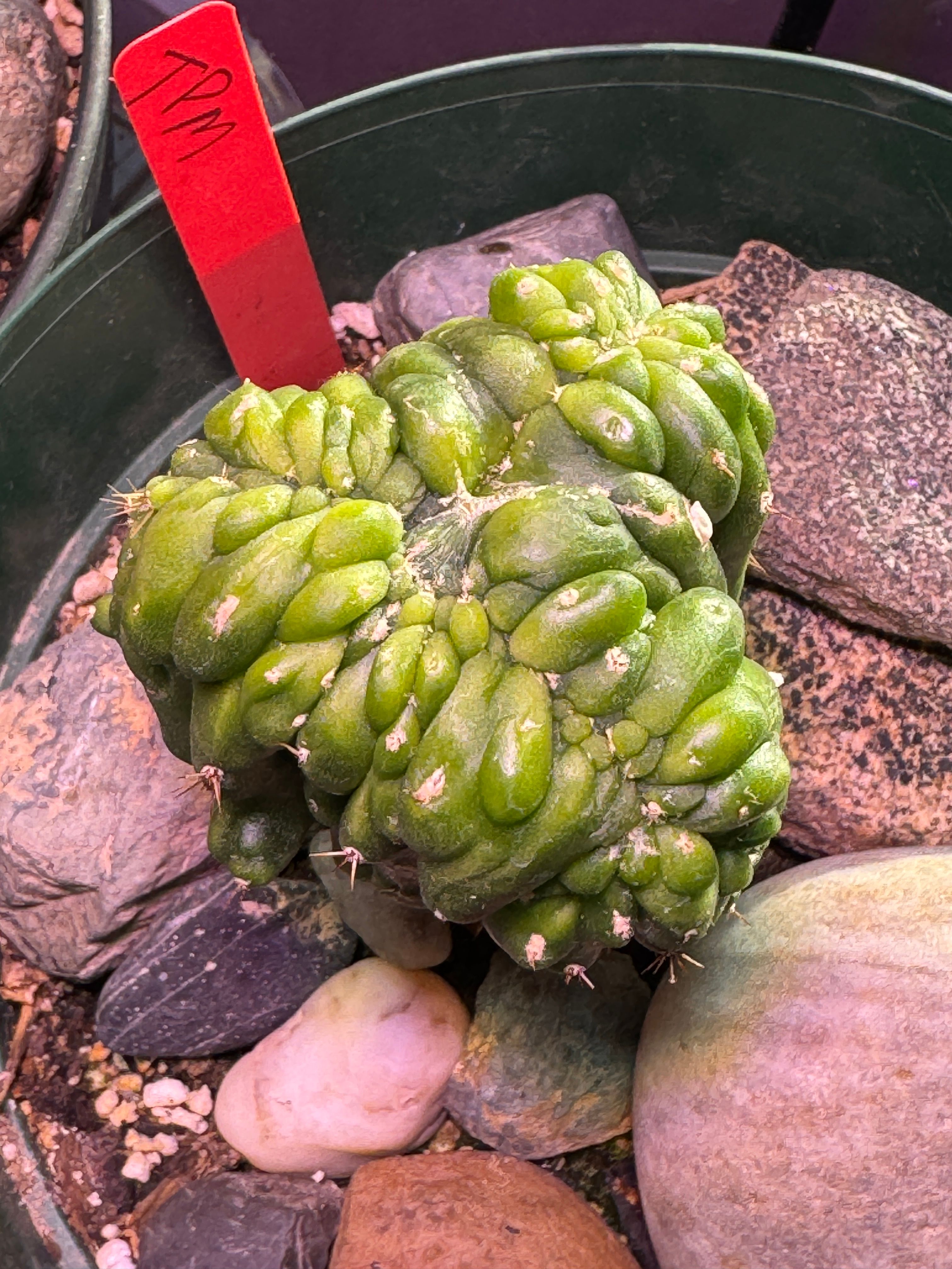 Trichocereus Peruvianus Monstrose