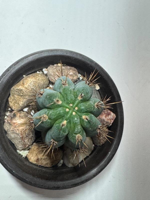 Trichocereus / Echinopsis Columnar Cactus