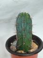 Trichocereus / Echinopsis Columnar Cactus