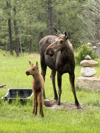 Mama Moose & Calf — Iron Mountain Ranch