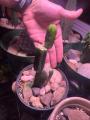 Trichocereus Graft Stack