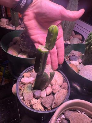 Trichocereus Graft Stack