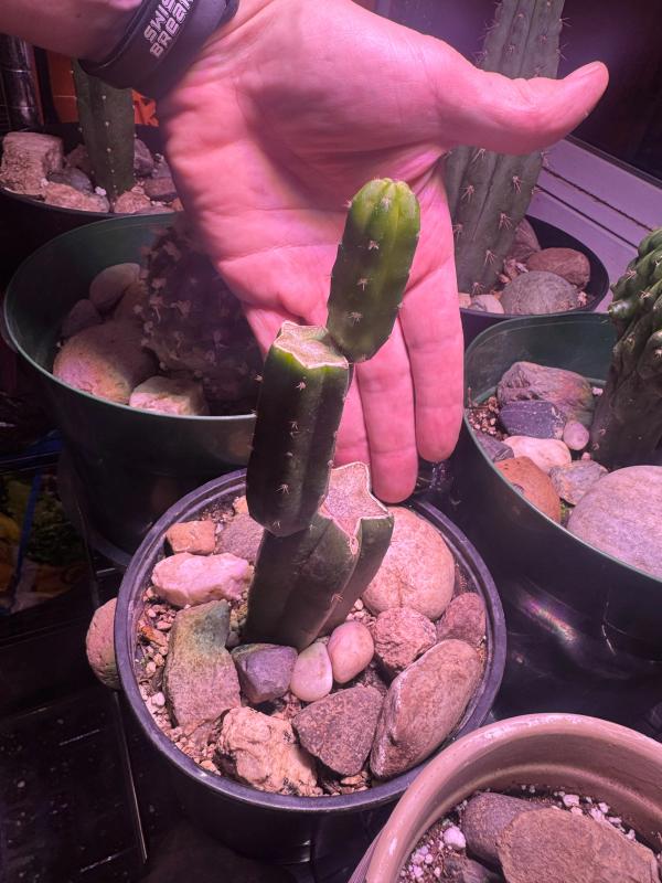 Trichocereus Graft Stack