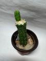 Crested San Pedro Cactus with Normal Offset