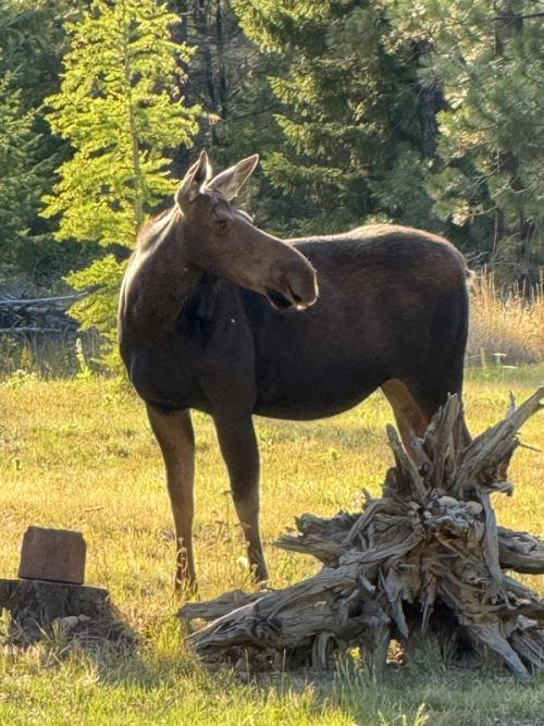 Moose at Sunset