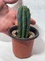 Trichocereus / Echinopsis Columnar Cactus