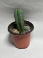 San Pedro Cactus