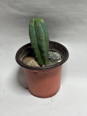 San Pedro Cactus