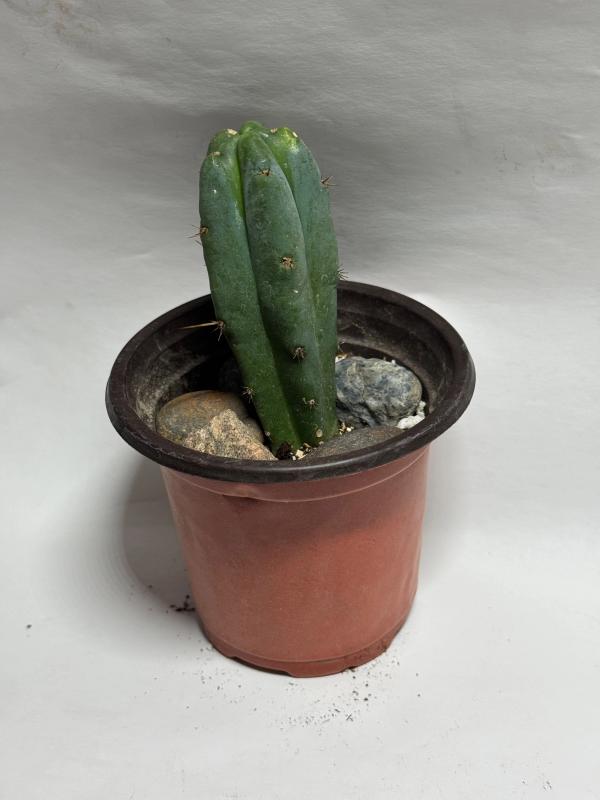 San Pedro Cactus