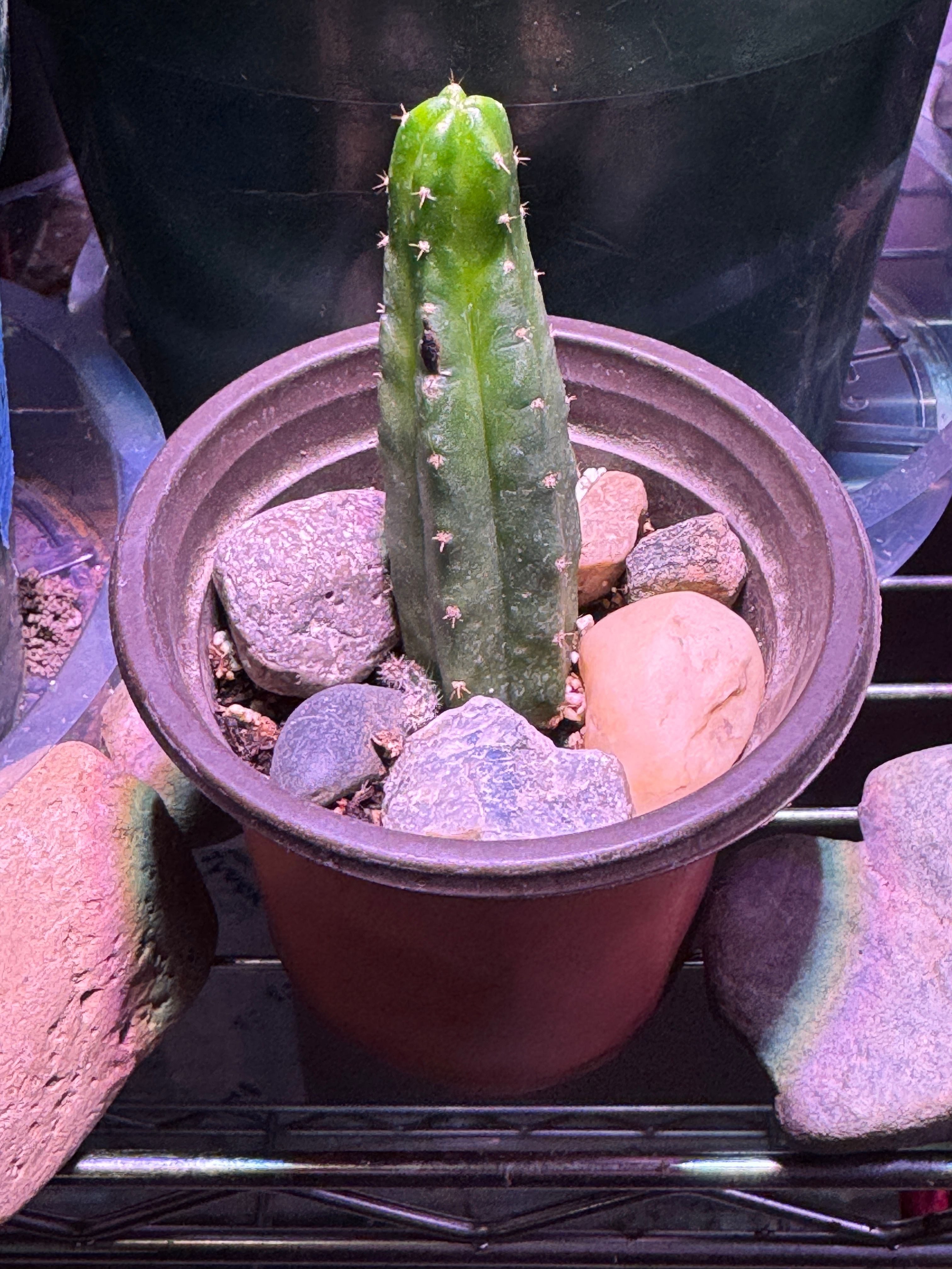 San Pedro Cactus