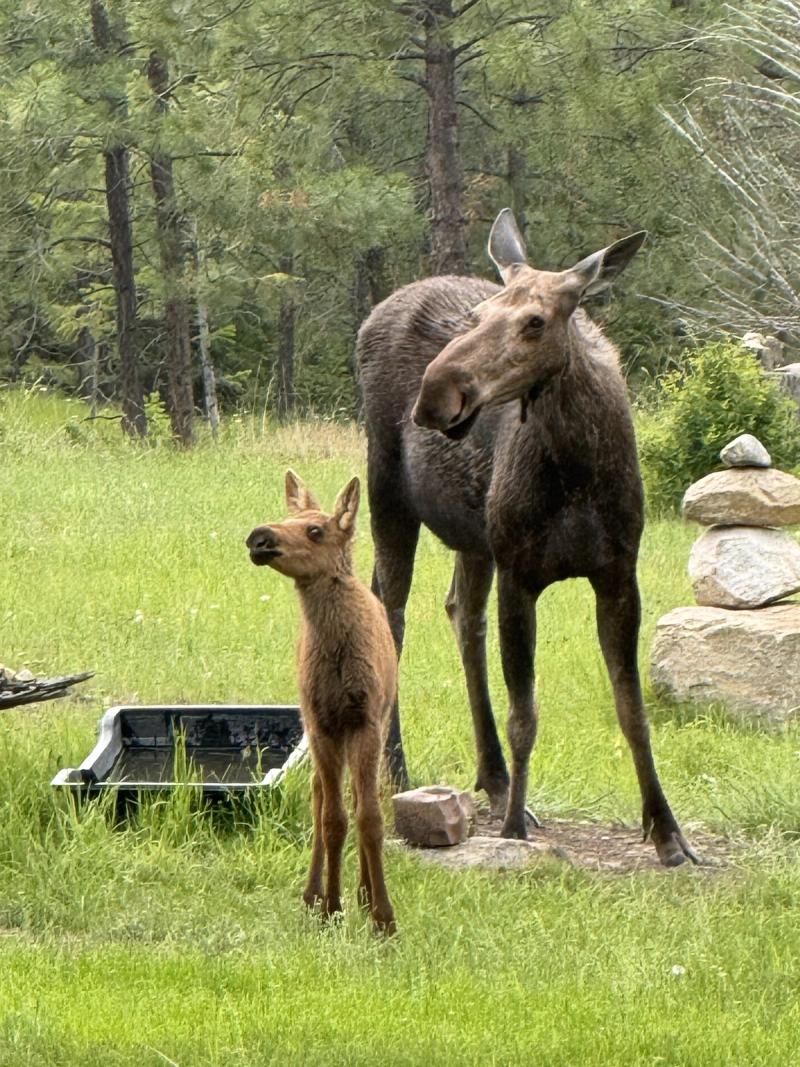 Mama Moose & Calf at Dawn