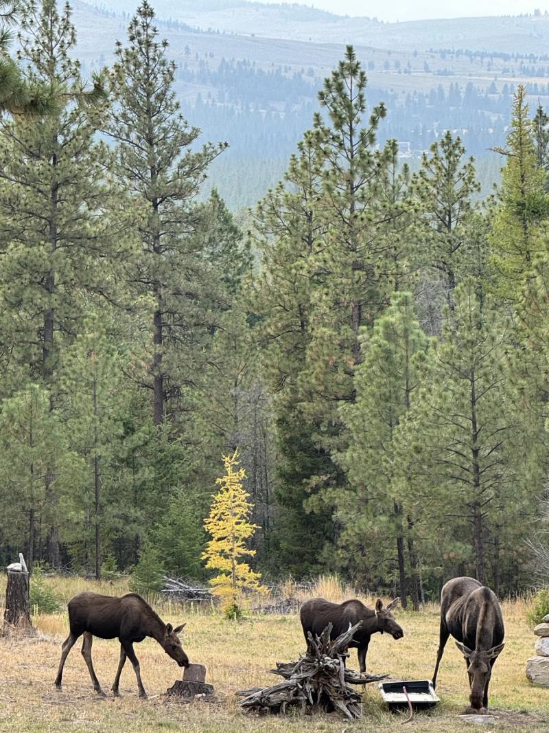 Moose Among the Pines