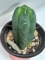 Trichocereus Pachanoi (San Pedro Cactus)