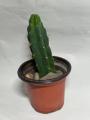 San Pedro Cactus