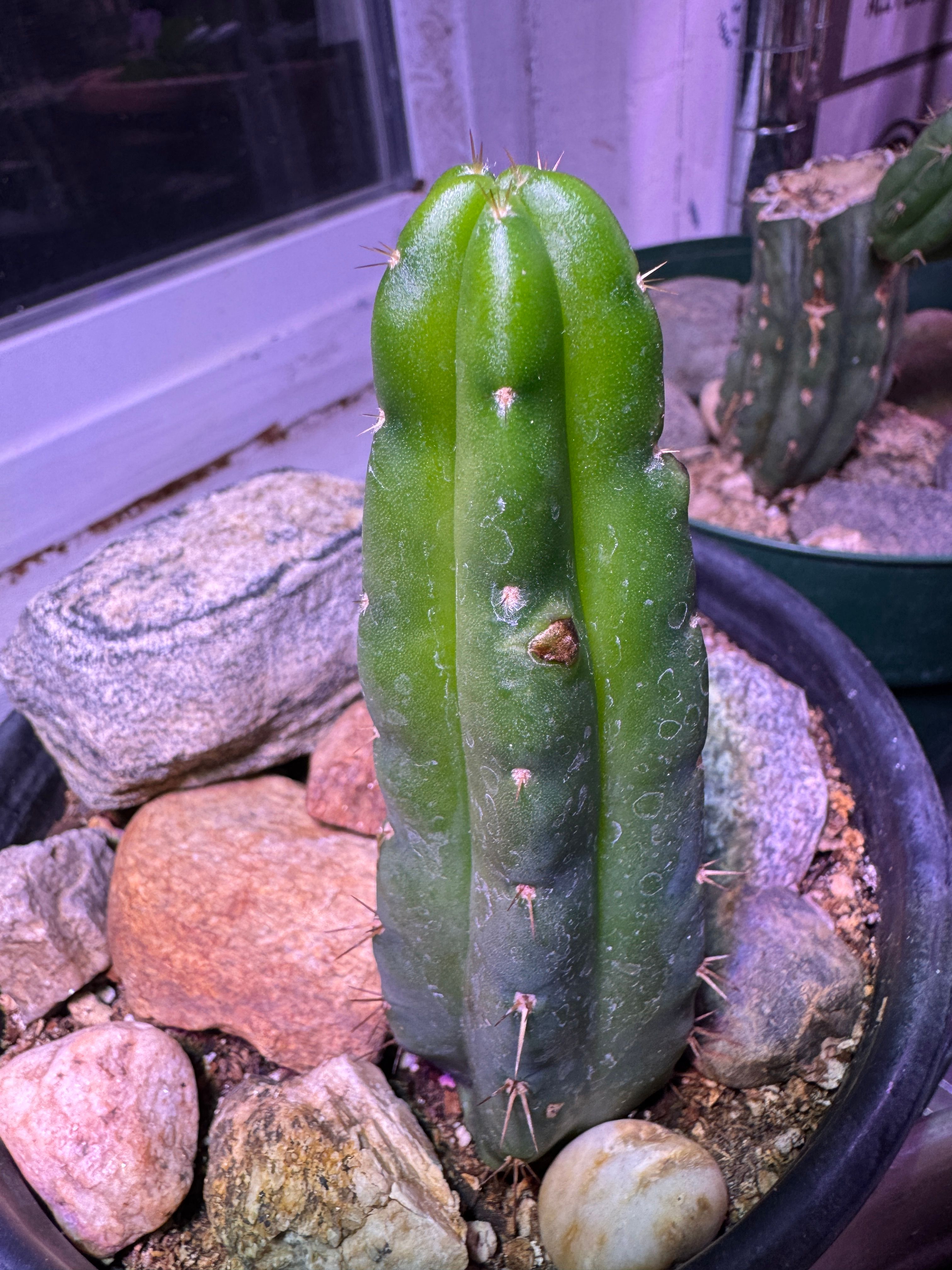 San Pedro Cactus