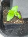Sweet Basil Seedling