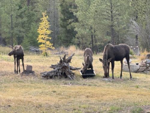 Moose in Autumn — Tunk Valley