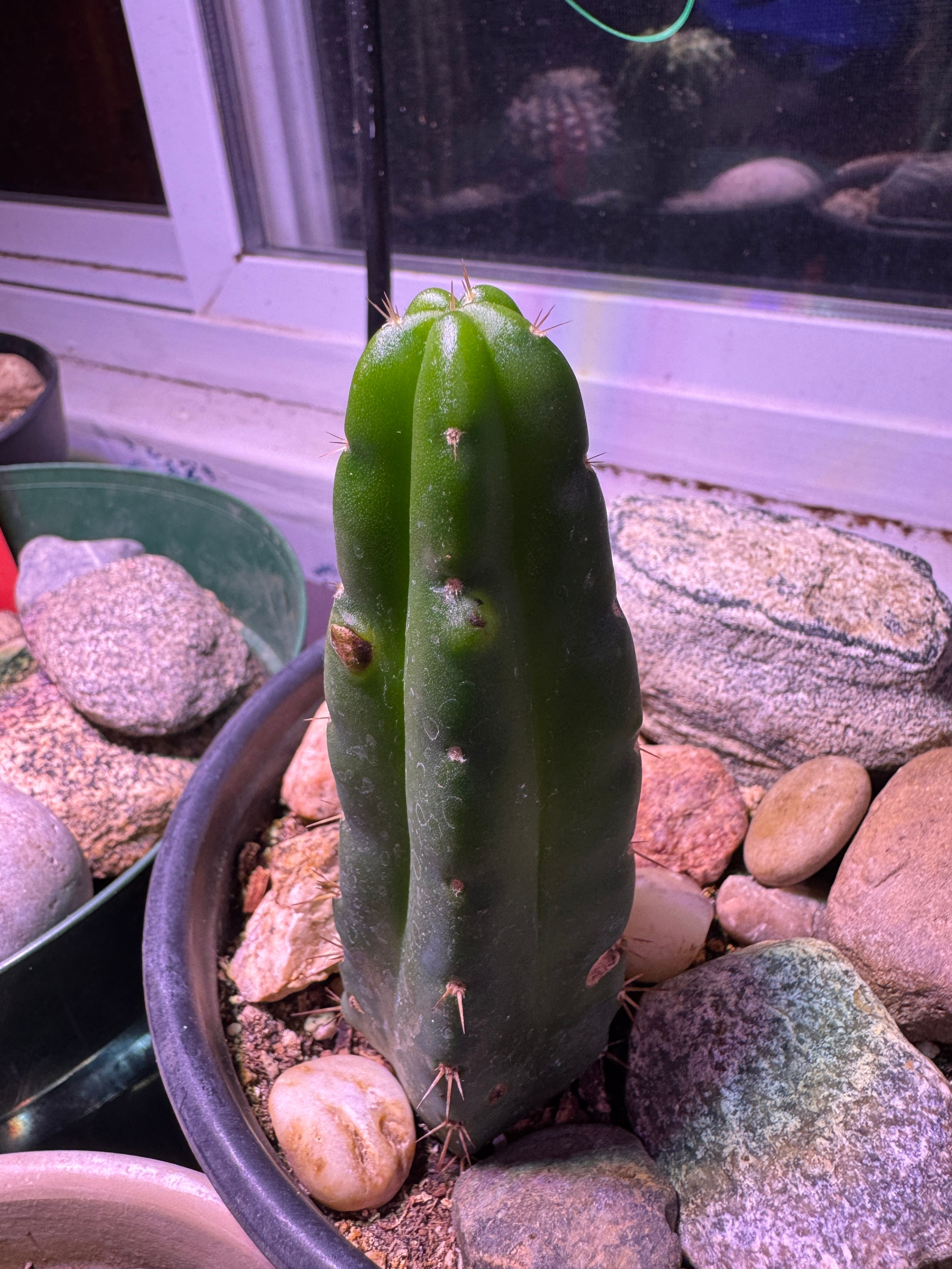 San Pedro Cactus