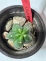 Bridgesii Cactus (SS02 x Eileen Hybrid)