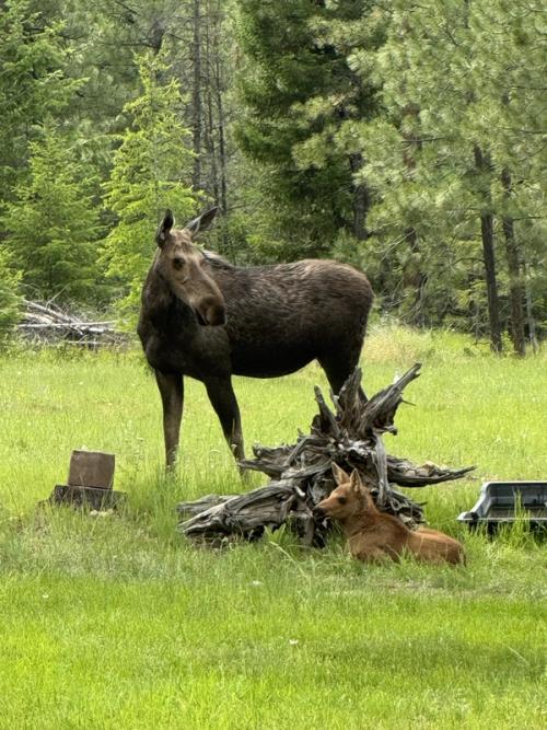 Young Moose Portrait